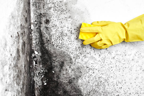 Best Residential Mold Remediation in Durant, MS