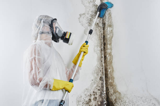 Best Post-Remediation Services in Durant, MS
