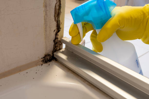 Best Health and Safety Mold Remediation in Durant, MS